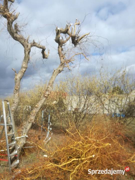 wierzba mandzurskapłacząca wierzby z gruntu