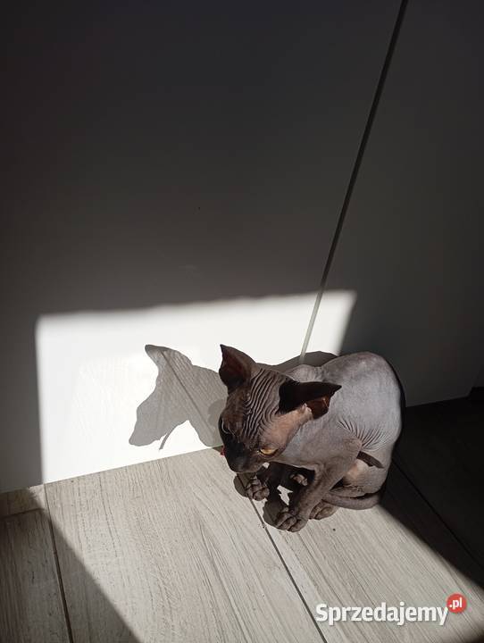 Kotka sfinks kanadyjski Prabuty
