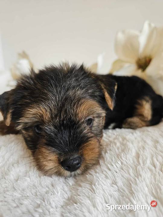 Piesek Yorkshire Terrier Z Wyprawka Chip York Częstochowa sprzedam