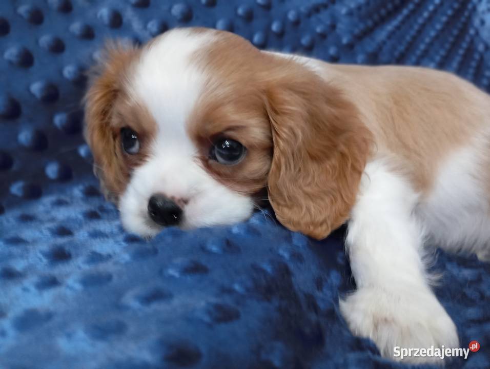 Cavalier King Charles Spaniel FCI śląskie Będzin