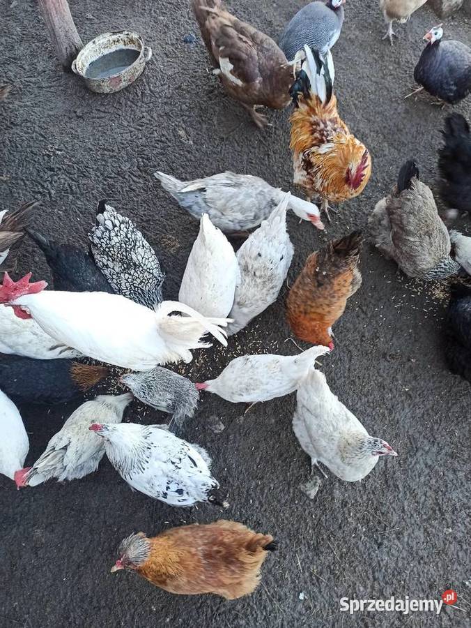 Jaja lęgowe kur mix niosek lilputki liliputy Krasnystaw