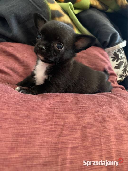 Czarny piesek chihuahua z rodowodem Stare Polesie