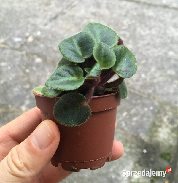 Fiołek Saintpaulia Dangerous 7 miniatura Kwitnące małopolskie Kraków