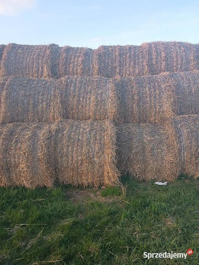 Belę Turobin sprzedam