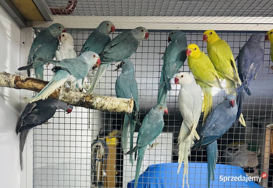 Papuga Papugi Aleksandretty Aleksandretta Warszawa