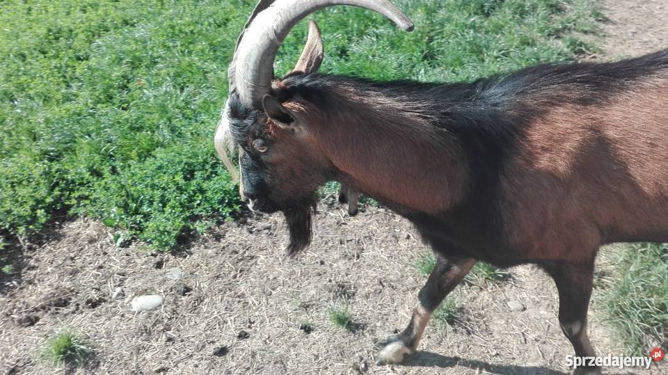 Kozioł cap 15r Nowe Rybie