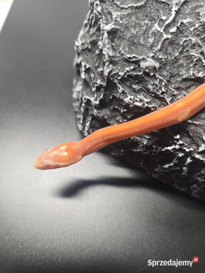 Wąż zbożowy samiec Wrocław