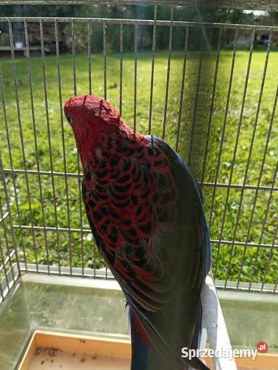 Rozelle królewskie Zagórzany