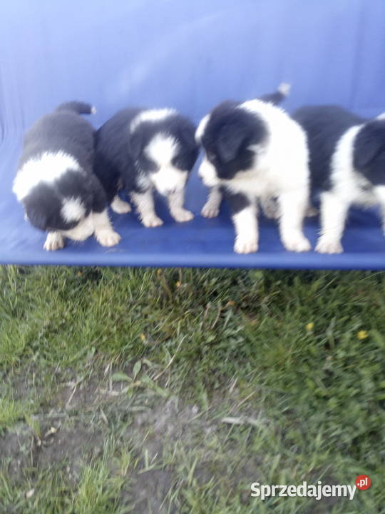 Border collie szczeniaki z rodowodem Błaszki sprzedam