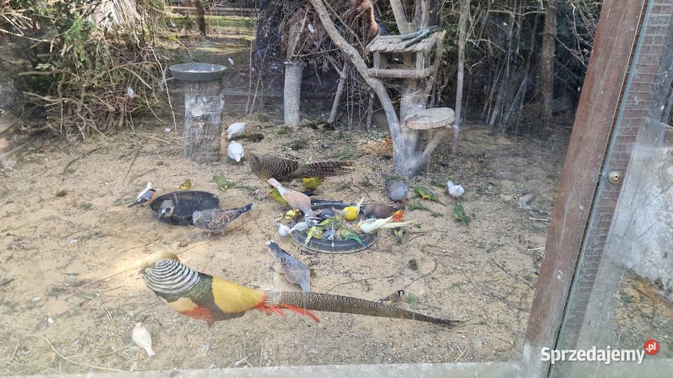 Turkawka Wschodnia Legionowo