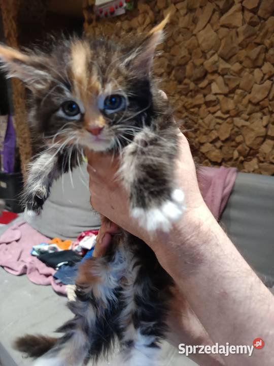 Śliczna kotka rasy Maine coon z rodowodem Prawęcin
