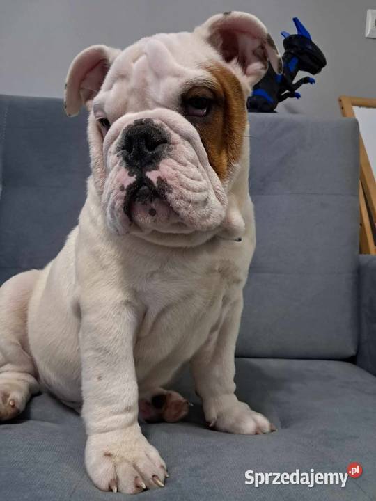 Buldog angielski fci Buldog Psy świętokrzyskie