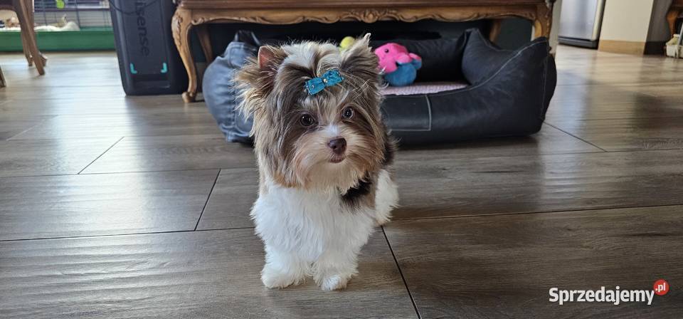 Yorkshire terrierYork Chocoberry Kobysewo