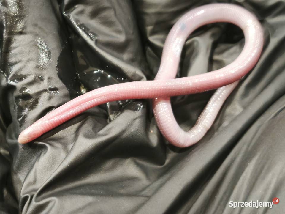 blanus sp blind snake slepucha młody osobnik Wałbrzych