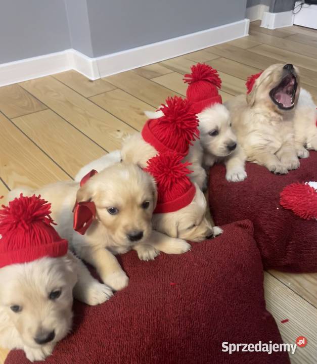 Szczeniaki Golden Retriever z legalnej hodowli Wilkołaz Pierwszy