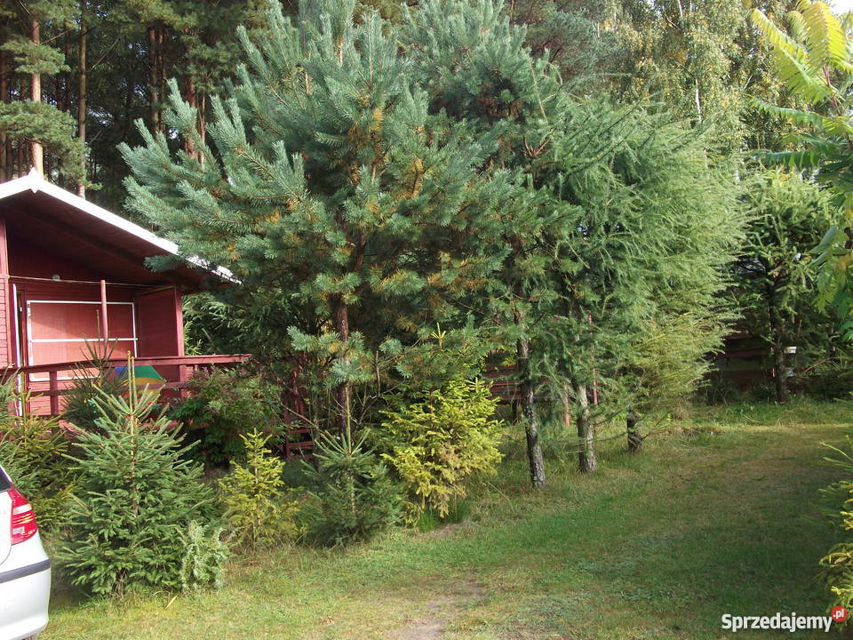 KASZUBY domek letniskowy jeziorem Wyspowo Zbychowo