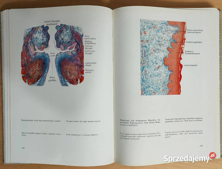 Atlas der normalen mikroskopischen anatomie des Sosnowiec