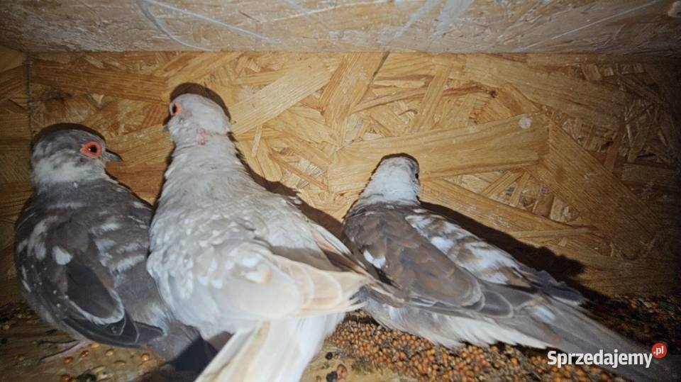 Gołabki Diamentowe szekizwykłe małopolskie Cianowice