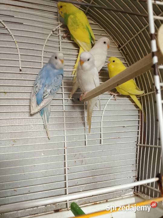 Sprzedam młode papugi faliste