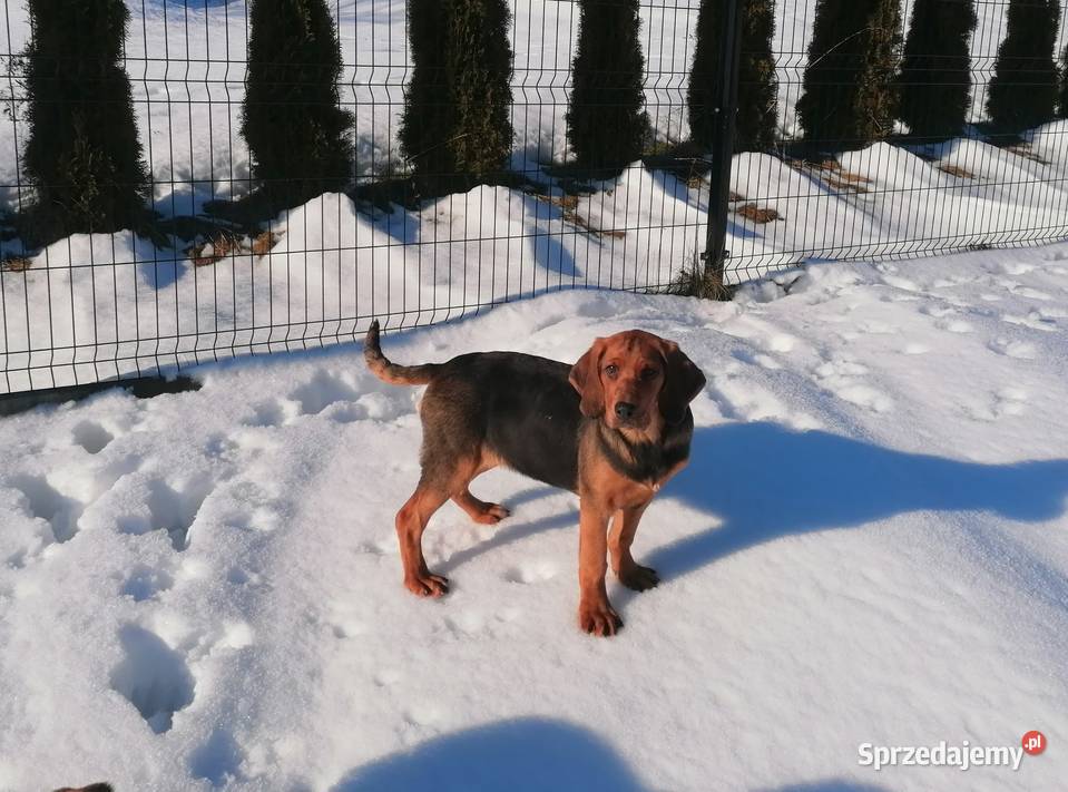 Szczeniak Ogar Polski FCI Pozostałe Siekierczyna