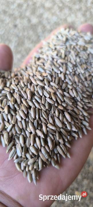 Żyto podkarpackie Białka