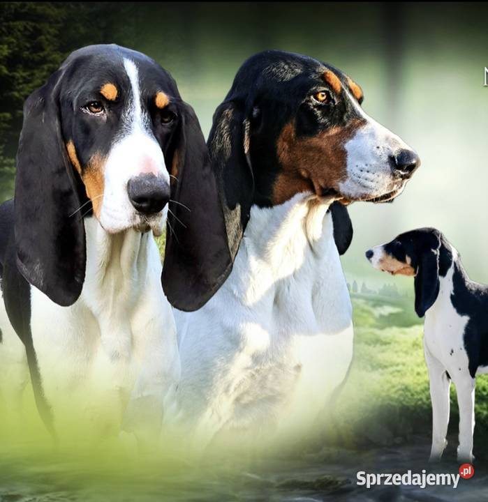 Gończy Berneński w Polsce Żyrardów