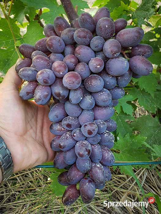 Sadzonki winorośli deserowych Świdnik