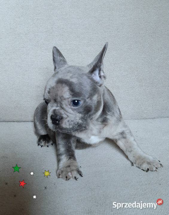 Buldog francuski szczeniaczki Lutomiersk