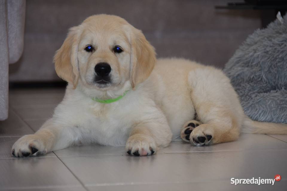 Szczenięta Golden Retriever ZKWP FCI sprzedam