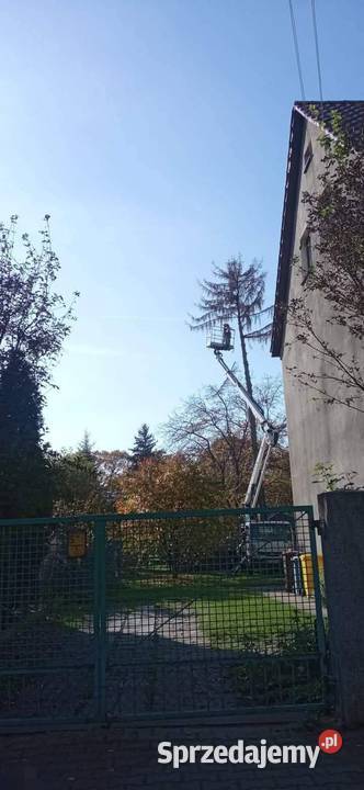 Wycinka drzew Wrocław Kosz Alpinista Pozostałe usługi dolnośląskie