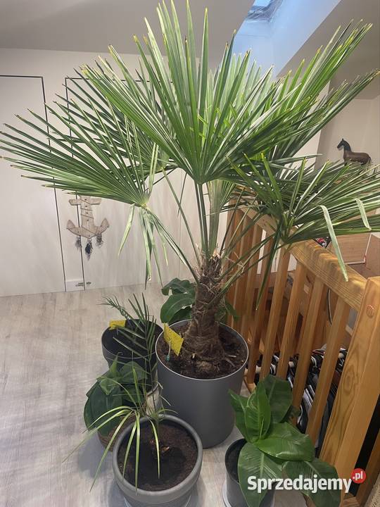 Trachycarpus fortunei 120 Roślina Szczecin