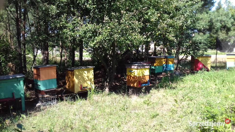 SPRZEDAM ULE WIELKOPOLSKIE Ślesin