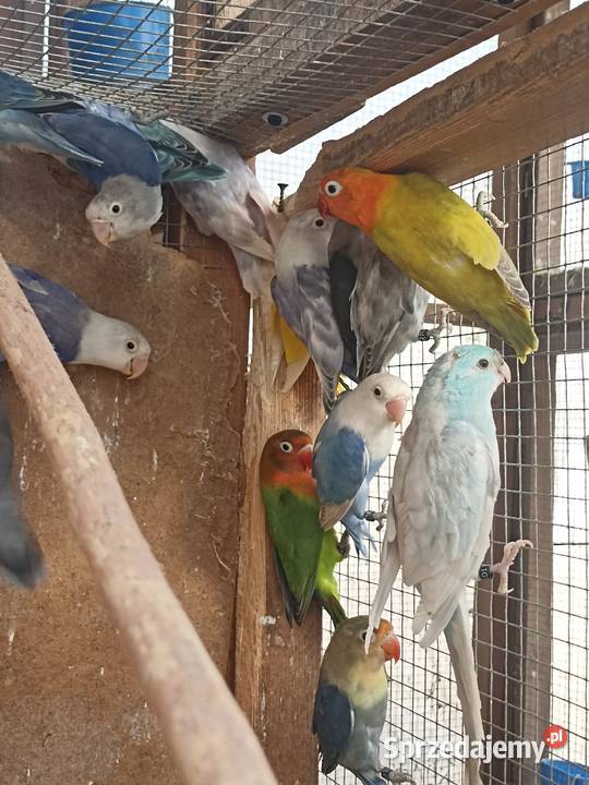 Nierozłączki fischera 2025 Albinów