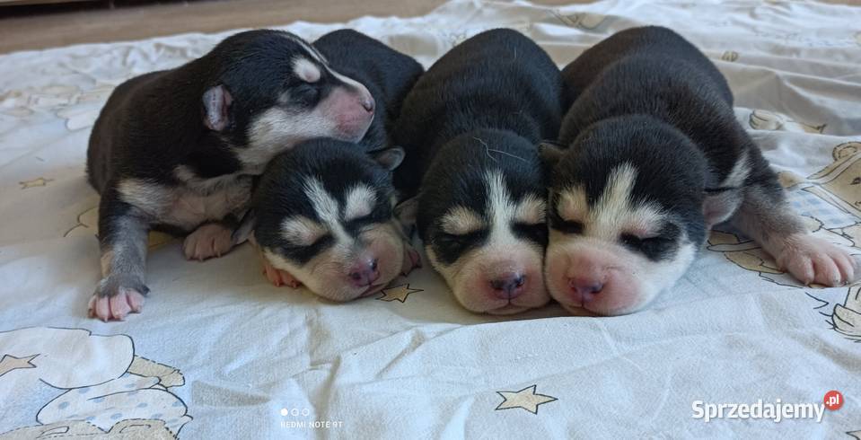 Szczeniaczki Siberian husky z elitarnym łódzkie Krośniewice