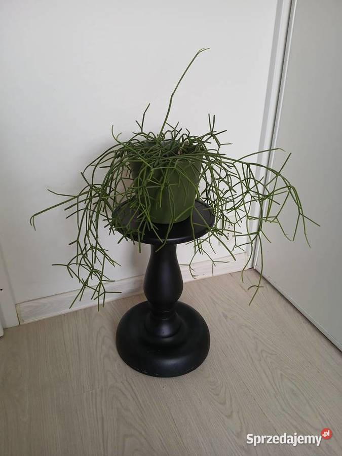 Rhipsalis baccifera patyczak duży wiszący Częstochowa