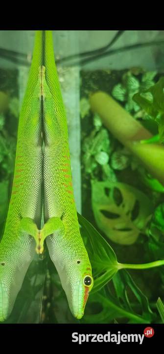 Felsuma madagaskarska Białystok sprzedam