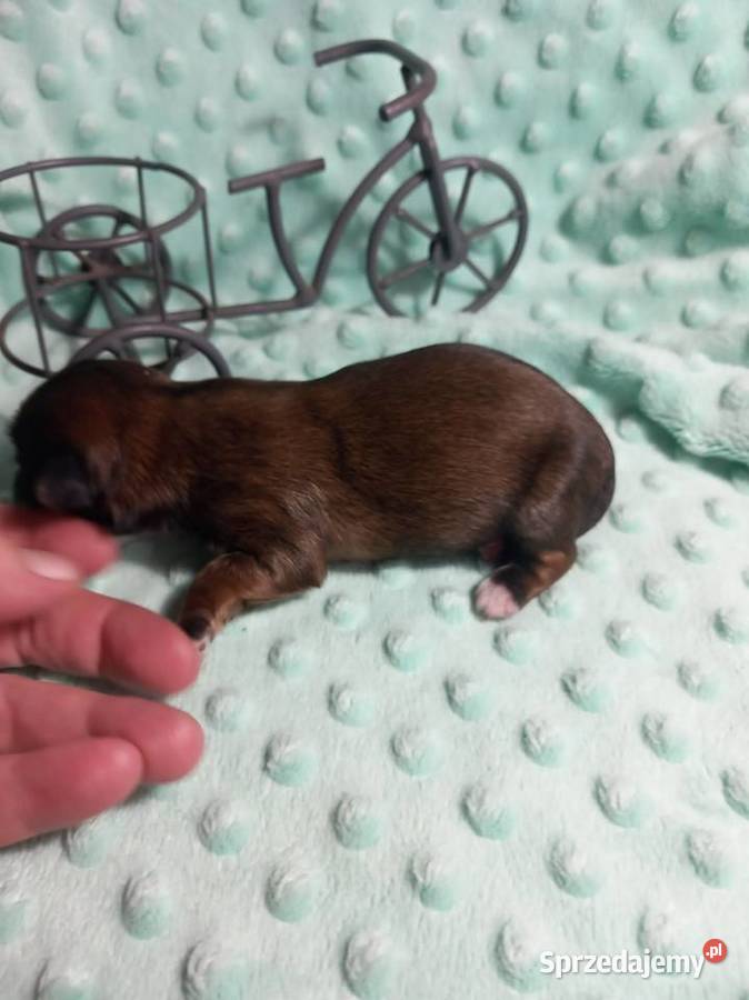 ShihTzu chłopiec odbiór w grudniu Strzelce Opolskie
