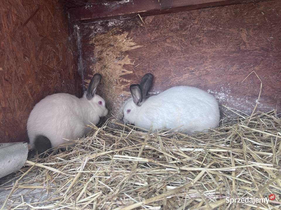 Króliki Kalifornijske Nadstawki