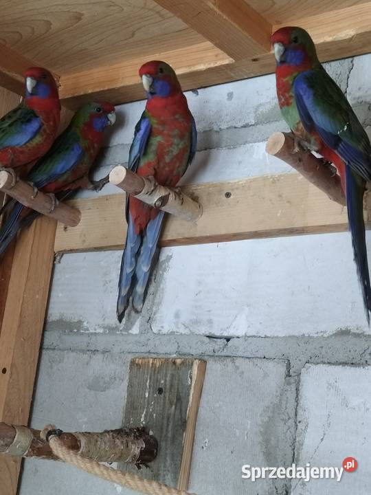 Rozella rozelle królewskie