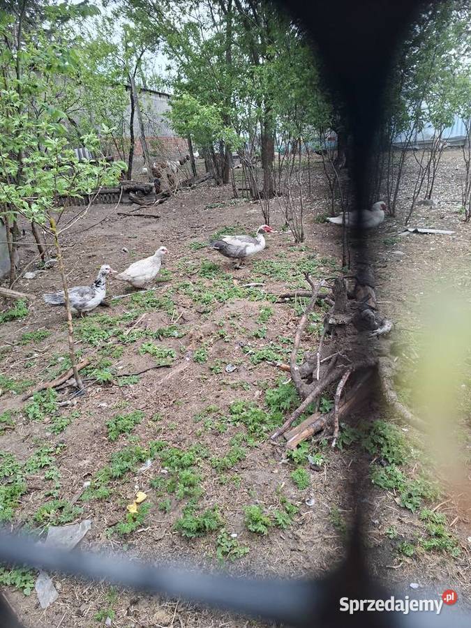 Sprzedam gesi i kaczki Skarszewy sprzedam