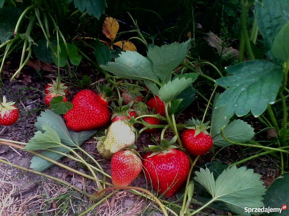 Sprzedam sadzonki truskawki DARSELECT Ogród