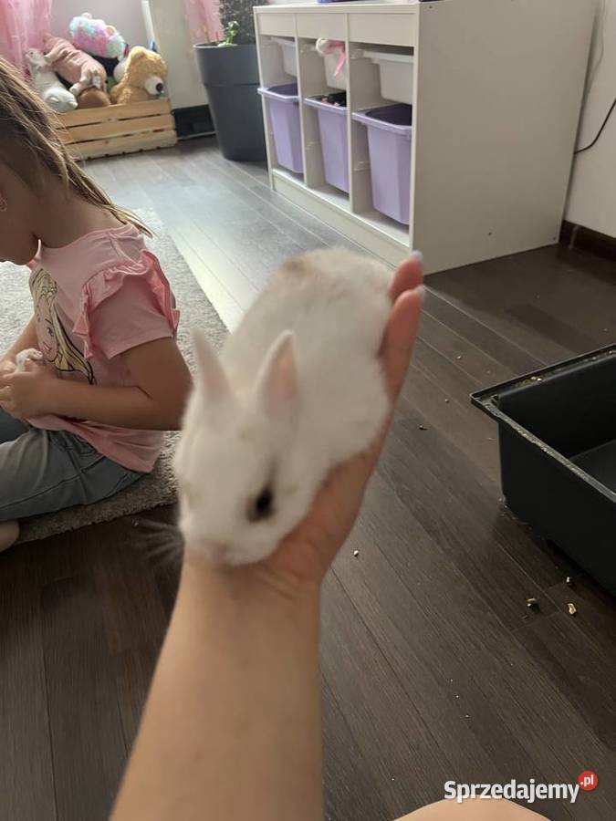 Sprzedam króliczki miniaturki śląskie Bytom