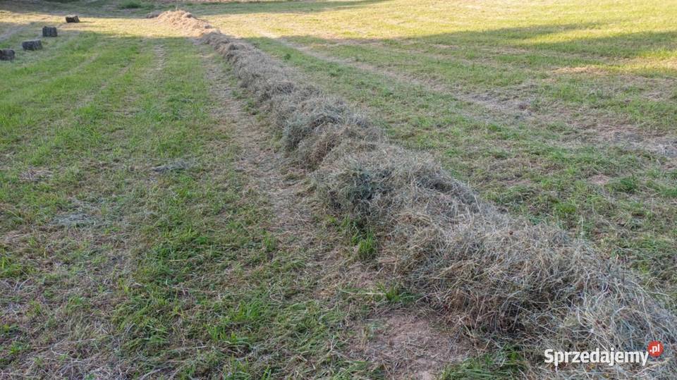 Siano z koniczyną 2025 Lubzina