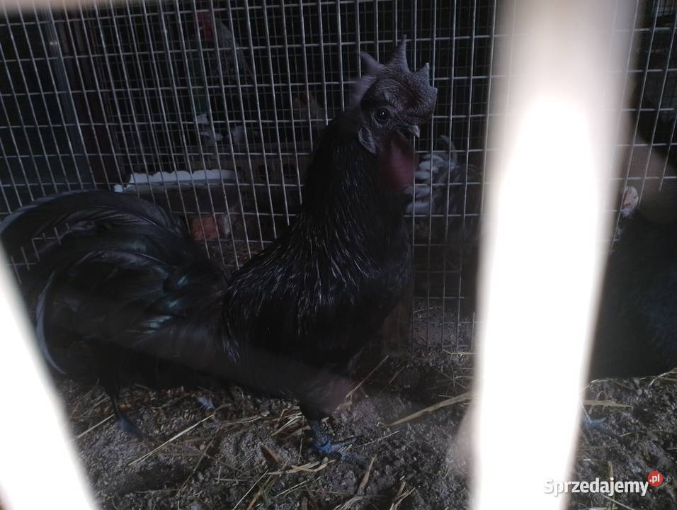 Kury ayam camani Ptaki Dubin sprzedam