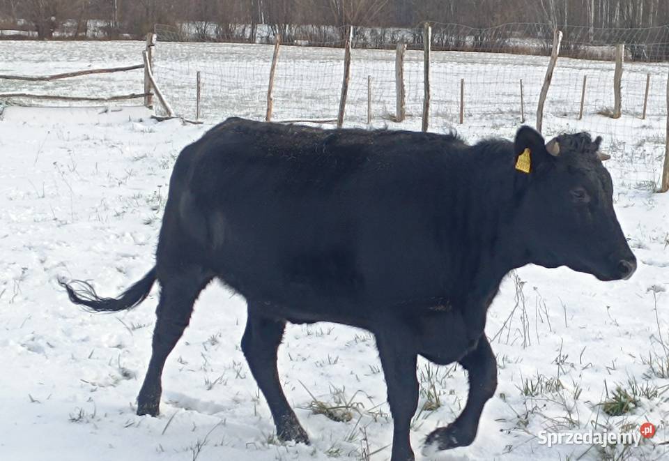 Jałówka mięsna lm 20 miesiecy Pozostałe wielkopolskie Wijewo