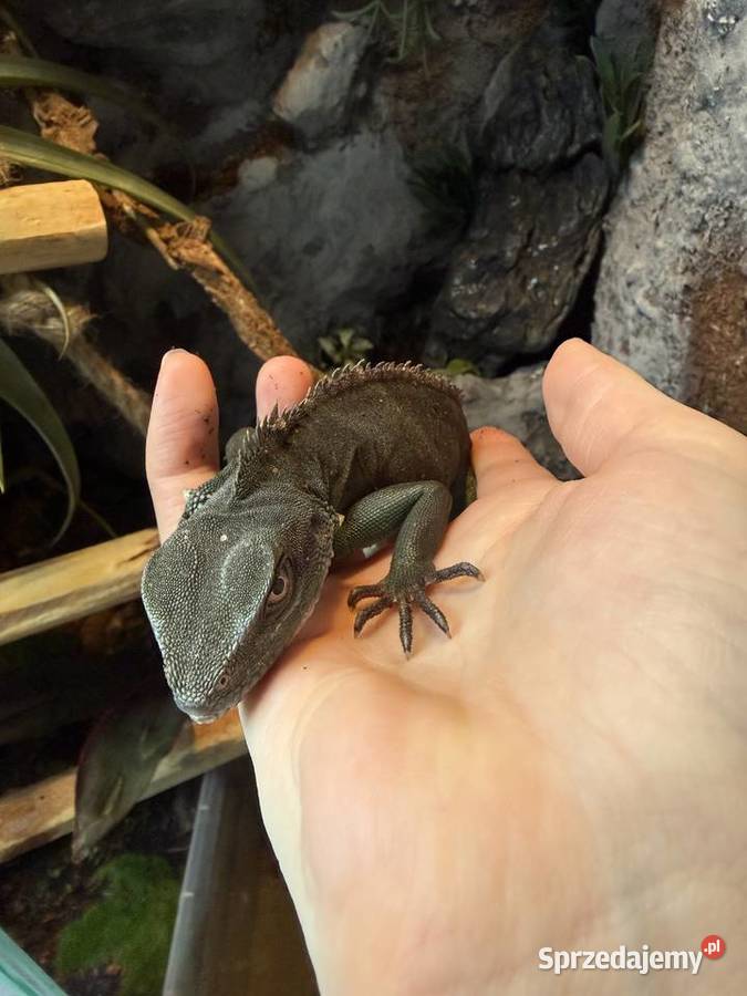 Agama Błotna Warszawa