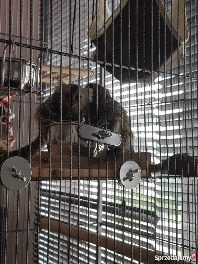 Sprzedam małpki dwie marmozety akcesoria Pozostałe Warszawa sprzedam