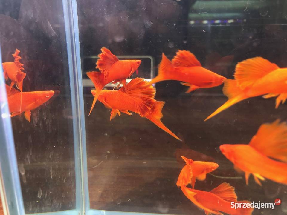 Mieczyk Kalafior Cauliflower Full Red albino Justynów sprzedam