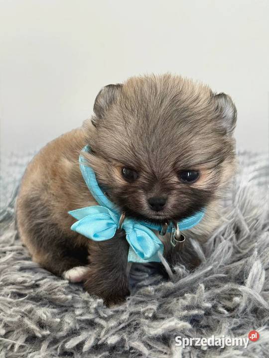 Szczeniaki rasy Szpic miniaturowy Katowice