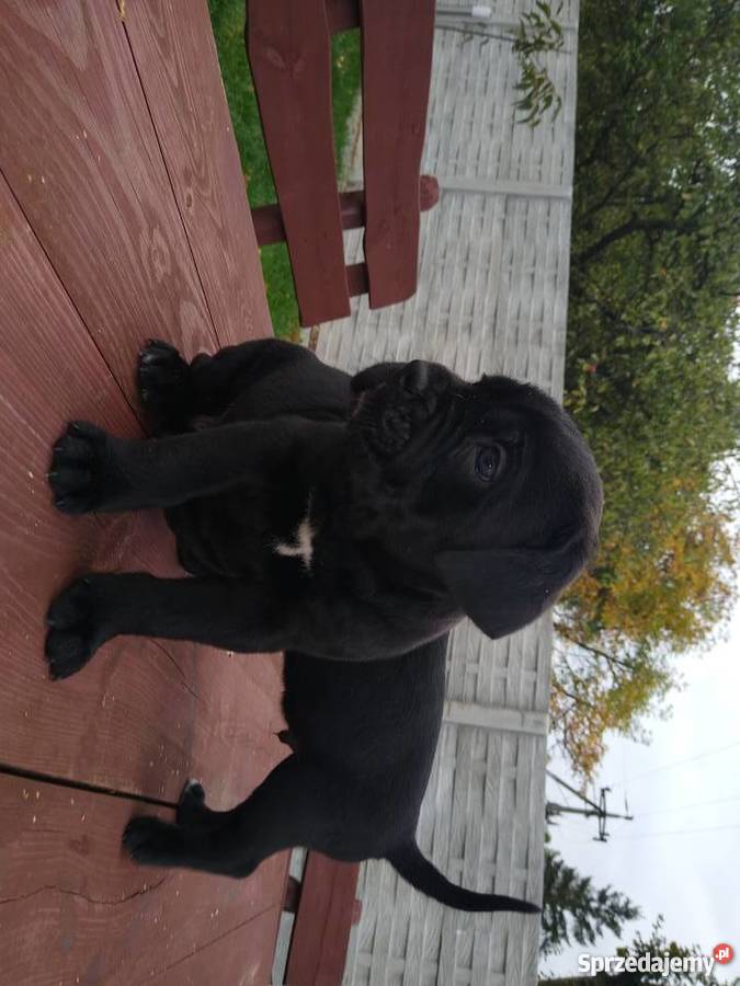 Piękne szczeniaki cane corso Psy sprzedam